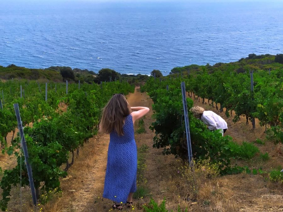 Nouveau programme 2022 des visites chez les producteurs et artisans au Cap Corse avec Les Voyages Du Vin